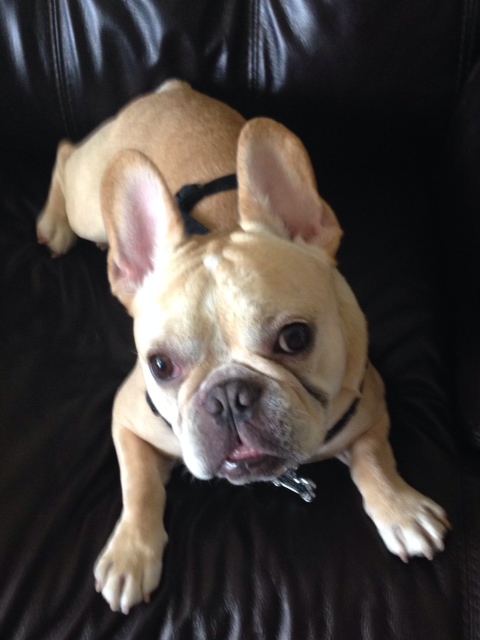 What is the best way to potty train / kennel train my Frenchie puppy?